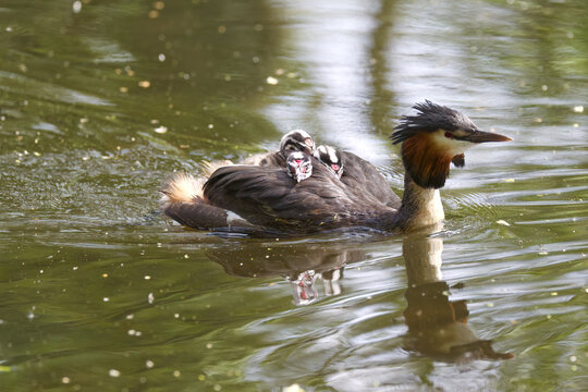 adorable great crested grebe with chicks in their plumage, surrounded by a green pond; chicks on the grebe's back; chicks with striped plumage; breeding season; Podiceps cristatus, red eyes