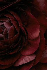 Fototapeta premium Extreme close-up of a dark burgundy peony reveals layered velvety petals and dramatic shadows in an abstract floral composition.