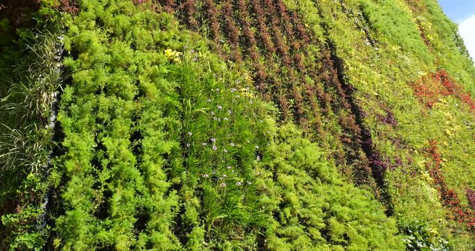 Vertical gardern on the wall of a skyscraper in Medellin, Colombia. Such gardens improve air quality by trapping dust, removing C02, releasing oxygen,. provides insulation and blocks street noise