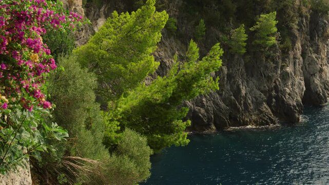 Bougainvillea and Pine Trees Overlooking Rocky Amalfi Coast Cove