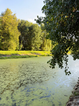 Pond surface covered with green duckweed algae bloom, water eutrophication environmental problem background