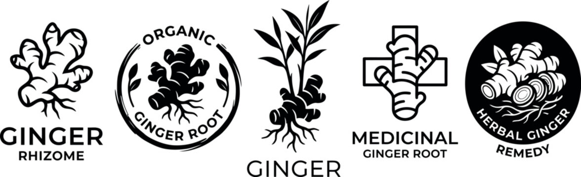 Medicinal Rhizome Vector Emblems. Black and White Vintage Graphic Design