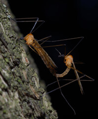 Fototapeta premium Crane flies Tipulidae mating on a tree trunk, black background