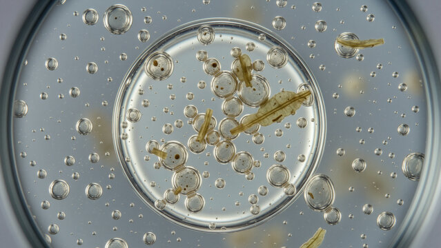 Macro view of transparent liquid culture inside laboratory petri dish featuring numerous circular air bubbles tiny particles organic plant fragments translucent structures scientific experiment micro