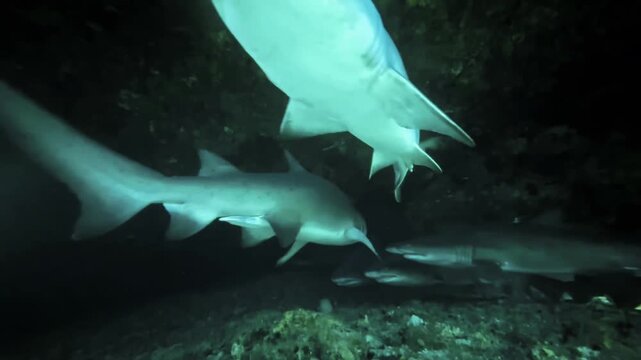 Sharks in caves in ocean / Ragged Tooth Shark / Sand Tiger Shark / Shark close encounter in wild