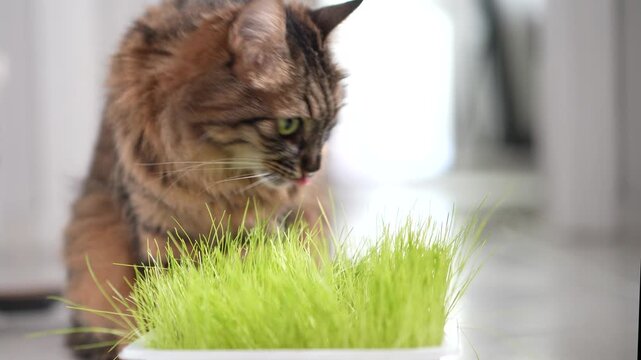 Indoor Tabby Cat Eating Fresh Cat Grass at Home. Domestic Long Haired Cat Eating Cat Grass Indoors