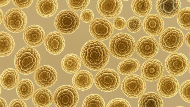 Microscopic view of numerous round yeast cells showing varied sizes translucent membranes internal structures budding forms scattered across warm beige laboratory background detailed cellular morpholo