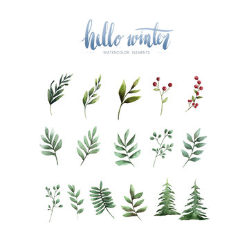 Hello Winter plants and flowers painted by watercolor vector