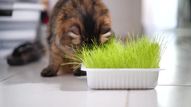 Indoor Tabby Cat Eating Fresh Cat Grass at Home. Domestic Long Haired Cat Eating Cat Grass Indoors