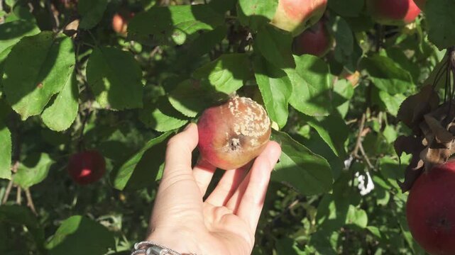 Apple fruit with disease damage and white spots on tree. Fruit crop pathology and pest control. Symbolizes orchard health management. Ideal for agricultural and horticulture content