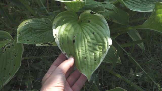 Hosta leaf damaged by pests and insects, holes on foliage. Garden plant disease and pest control. Symbolizes plant health problems and garden care. Ideal for horticulture and pest management content