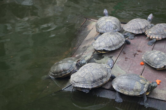 turtles in the pond on the wooden pallet