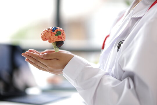 Doctor holding anatomical model of human brain in hospital.