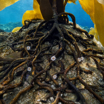 Underwater view of thick, dark brown kelp holdfast roots clinging to a rocky seabed, surrounded by small white sea anemones and blue water