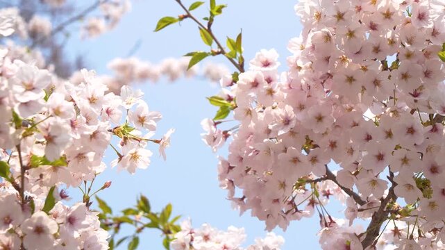 Pink Cherry Blossoms in Bloom Under Blue Sky