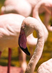 pink flamingo birds in nature. © studybos