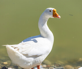 White goose stands by shallow water © studybos