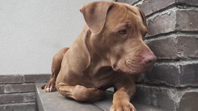 Cute dog resting on wooden steps near a brick wall, with a tired expression. Pet care, compassion and animal welfare. Symbolizes rescue and adoption. Ideal for veterinary and animal shelter content