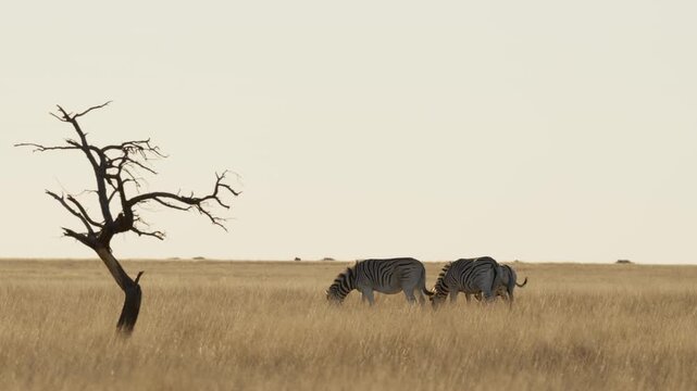 Plains zebra (Equus quagga, formerly Equus burchellii) in a Kalahari-Nama Karoo biome transition zone near Kimberley, Northern Cape, South Africa, showcasing African wildlife and natural habitat.