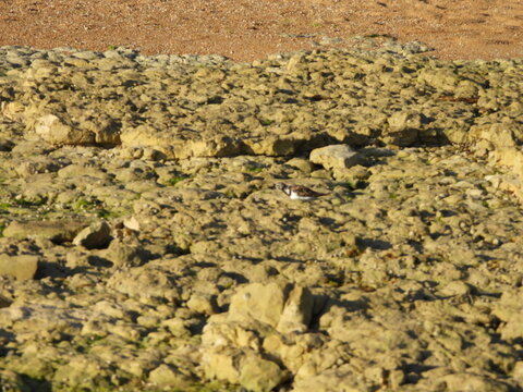 A small bird blends into the rocky landscape, almost invisible among the brown tones and hints of green. Its discreet presence creates a delicate scene where wildlife merges naturally .