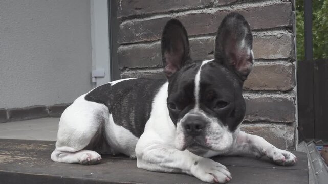 Cute dog resting on wooden steps near a brick wall, with a tired expression. Pet care, compassion and animal welfare. Symbolizes rescue and adoption. Ideal for veterinary and animal shelter content