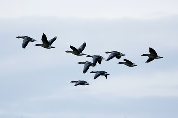 Fototapeta premium The Birds in Formation Crossing a Soft Blue Sky Above