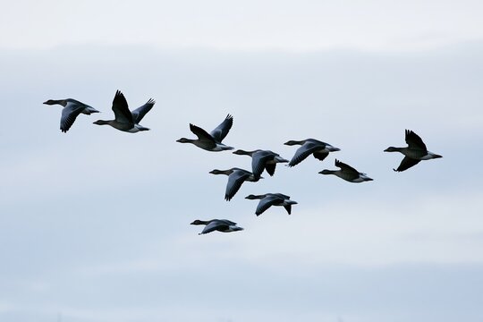 The Birds in Formation Crossing a Soft Blue Sky Above