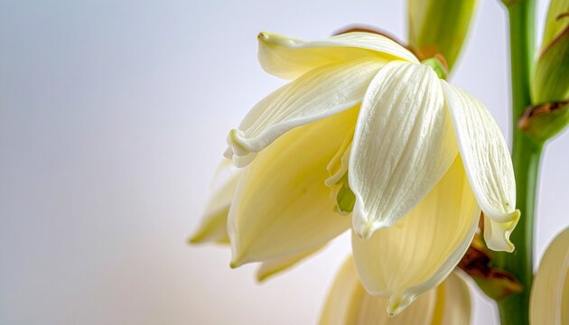 Macro detail of flor de izote. Yucca gigantea close up of smooth white petals showcasing authentic botanical beauty.
