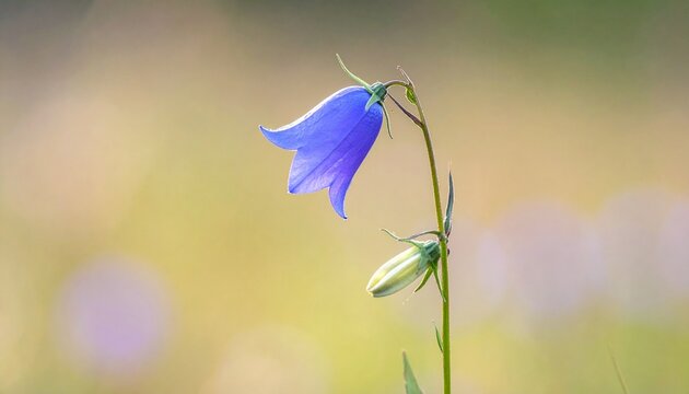 Slender blue harebell with bud. Harebell flower blooming gracefully next to a fresh green bud against a smooth blurred background.