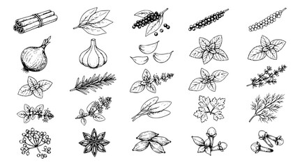 Obraz premium Aromatic Kitchen Herbs and Cooking Spices Hand Drawn Line Art Icon Collection Featuring Garlic Cinnamon Rosemary Basil and Star Anise Outlines for Culinary Designs