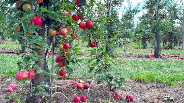 Ripe red Gala apples growing in a neat orchard with orderly rows