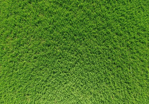 Vista superior de um gramado verde vibrante e denso, com folhas de grama curtas e bem cuidadas criando uma textura natural e uniforme ao sol, textura, gramado, folhagem