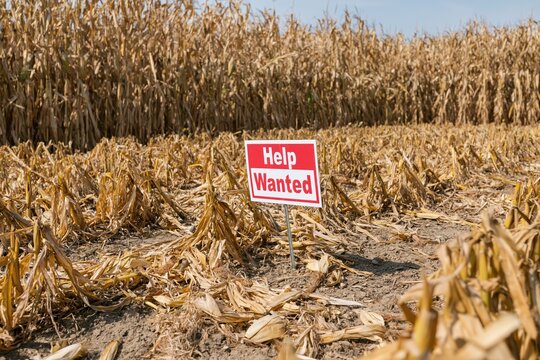 The Help Wanted Sign In A Parched Cornfield Under Harsh Sun