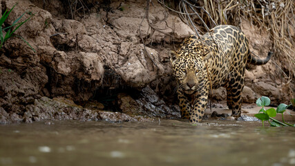 Wild jaguar prowling beside a muddy riverbank, surrounded by exposed roots and vegetation in its natural South American habitat. © Sjors