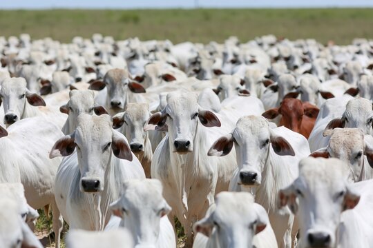 The White Goats Herd Standing in a Sunlit Open Pasture