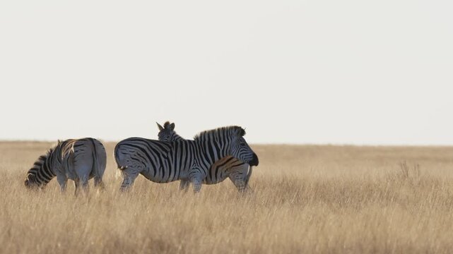 Plains zebra (Equus quagga, formerly Equus burchellii) in a Kalahari-Nama Karoo biome transition zone near Kimberley, Northern Cape, South Africa, showcasing African wildlife and natural habitat.
