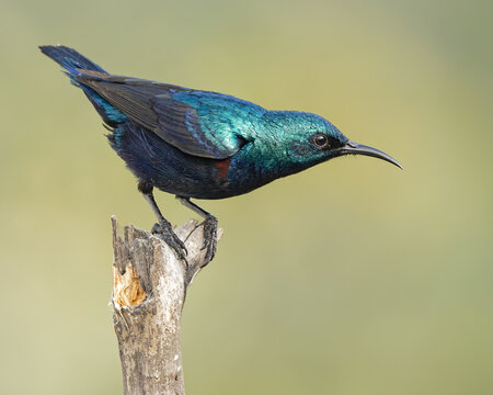 sunbird