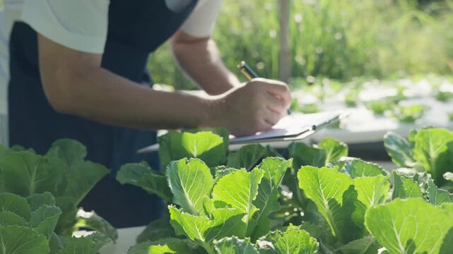Organic farming, salad farm. Farmers recheck quality record on application on tablet. Hydroponics vegetable grow naturally. greenhouse garden, Ecological Biological, Healthy, Vegetarian, ecology