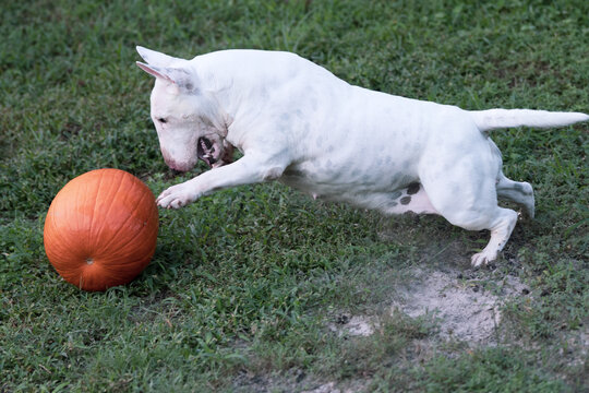 A miniature bull terrier pouncing on a pumpkin