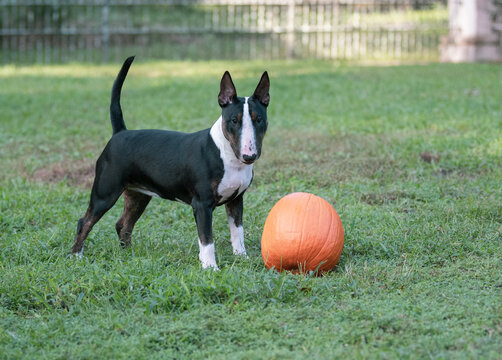 Mini bull terrier stopping to pose in the grass with a pumpkin