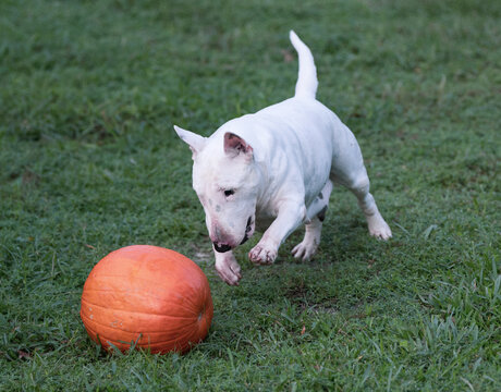 White miniature bull terrier pouncing on a pumpkin in the grass
