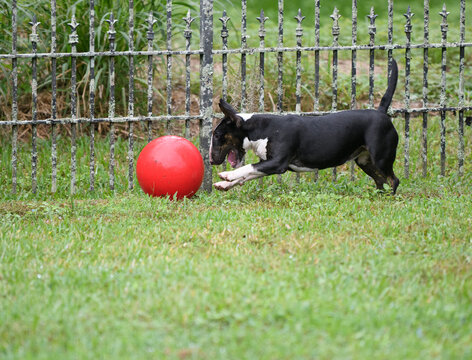 Dark miniature bull terrier in the grass playing with a ball
