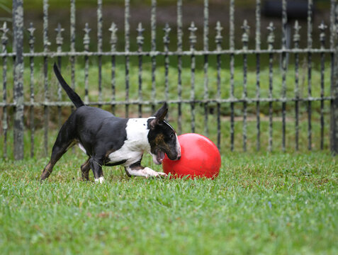 Tri-color miniature bull terrier with a red ball