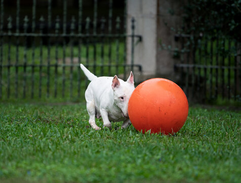 White mini bull terrier staring at an orange ball in the grass
