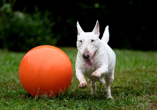 Large orange ball in the grass with a mini bull terrier running by