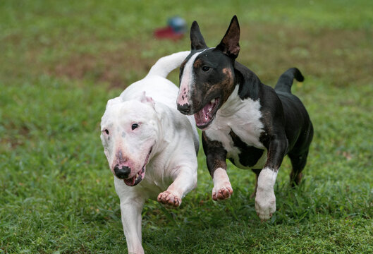 Two miniature bull terriers playing in the grass