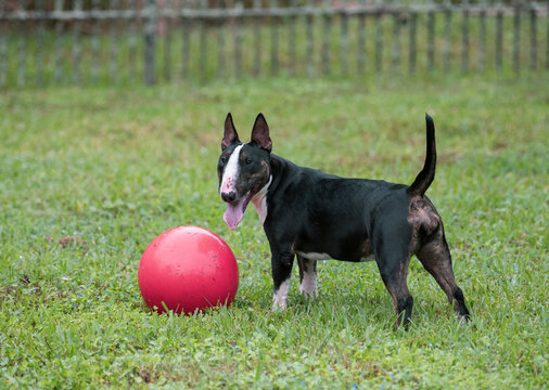 Dog stopping and posing in the grass with a ball
