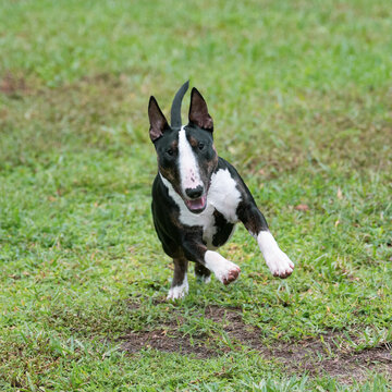 Happy mini bull terrier running to the camera