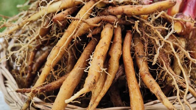 Fresh fingerroot rhizomes showing their natural roots and earthy texture, highlighting this aromatic Thai culinary ingredient.