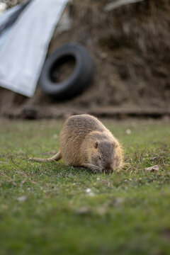 Nutria Nutria (Coypu) Foraging on Green Grass Outdoors in Natural Light